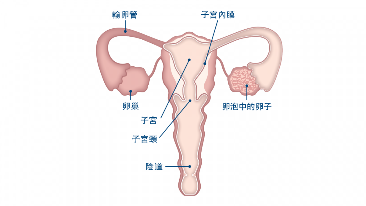 女性生殖器官